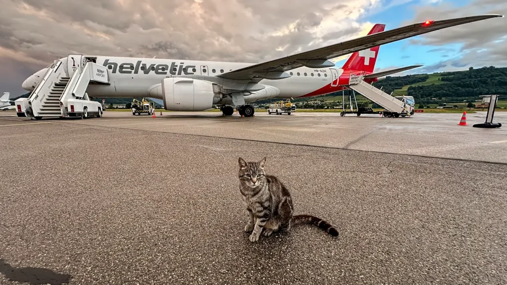 Sein selbstgewähltes Zuhause ist der Flughafen Bern-Belp: Tigerkater Maverick erwartet die Fluggäste.