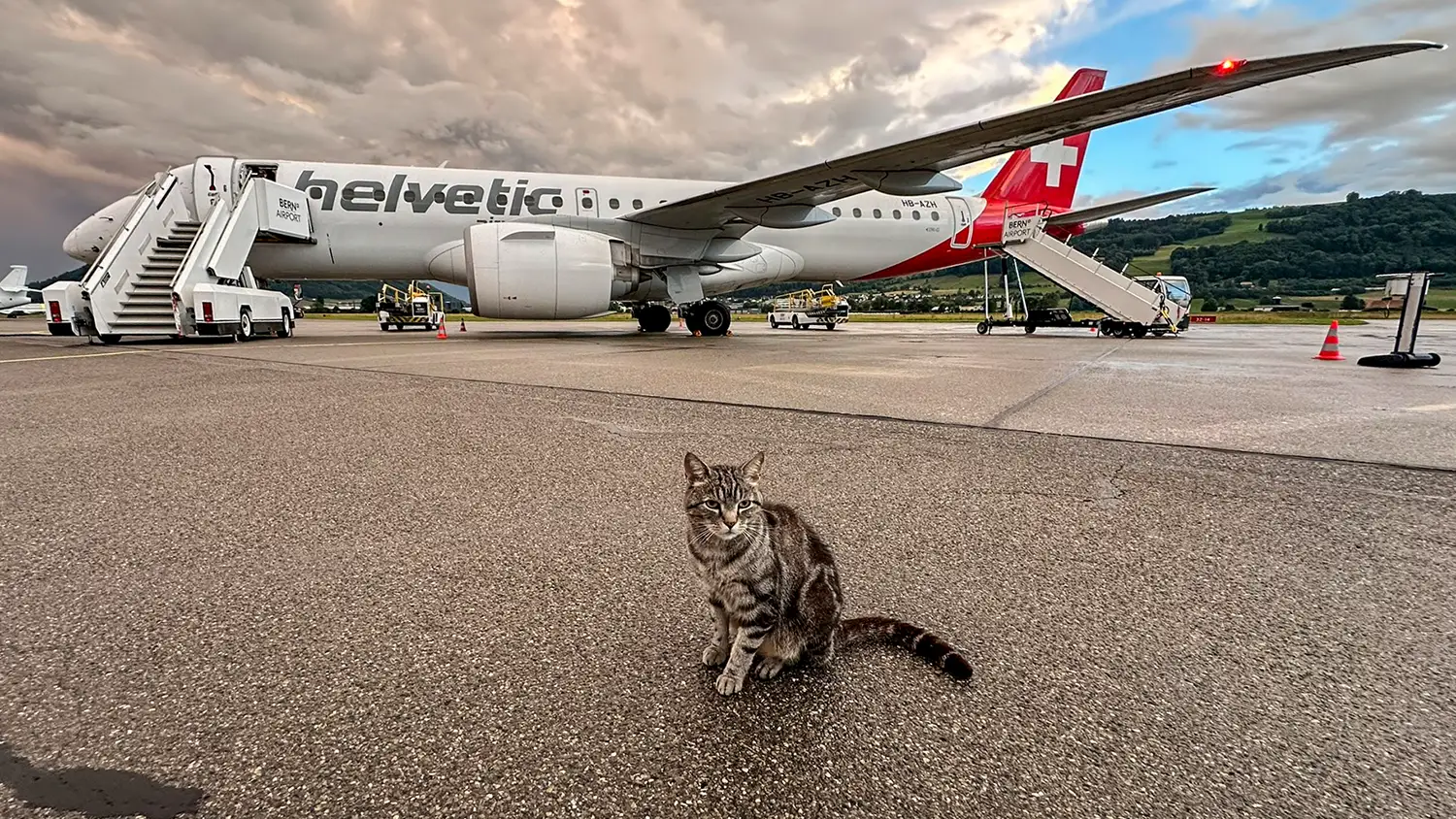 Sein selbstgewähltes Zuhause ist der Flughafen Bern-Belp: Tigerkater Maverick erwartet die Fluggäste.